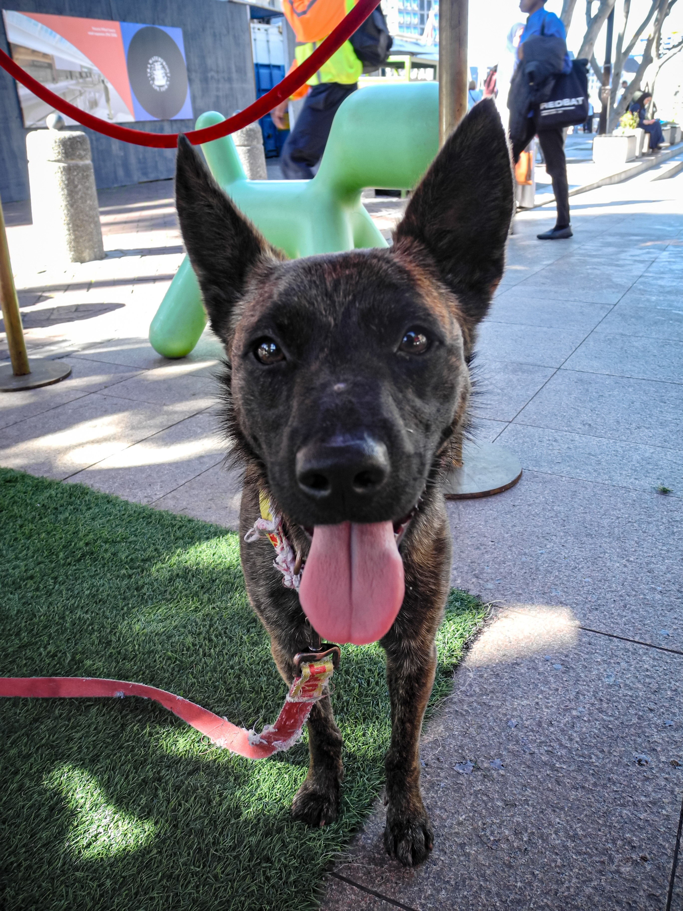 Malinois dog close up with tongue out, street setting